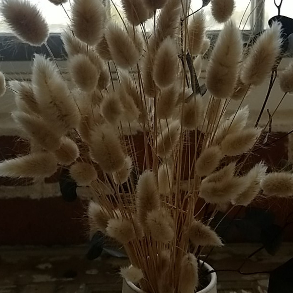 Dried flowers